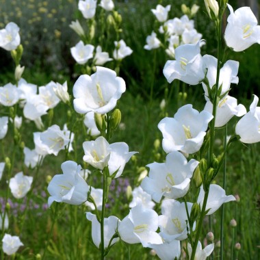 Pfirsichblättrige Glockenblume weiß (Samen)