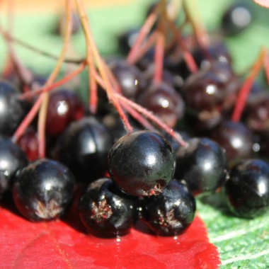 Pflaumen-Aronia (Pflanze)
