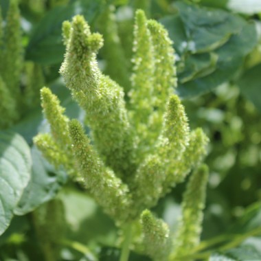 Popp-Amaranth (Samen)