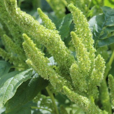Popp-Amaranth (Samen)
