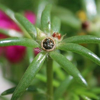 Portulakröschen Cherry (Samen)