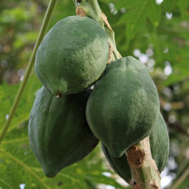 Papaya (Samen)