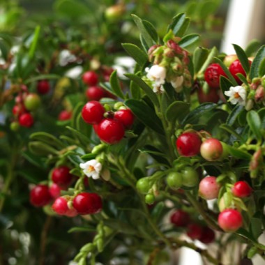 Preiselbeere Koralle (Pflanze)