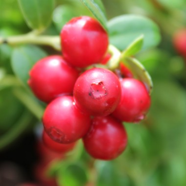 Preiselbeere Airelle Rouge (Pflanze)