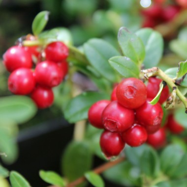 Preiselbeere Erntedank (Pflanze)