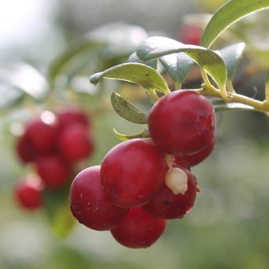 Preiselbeere Erntekrone (Pflanze)