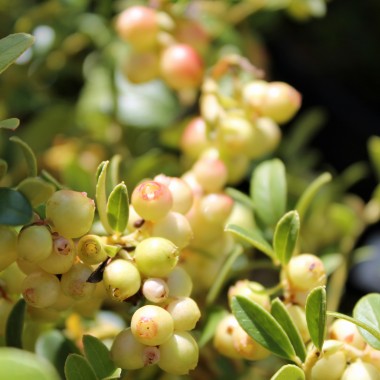 Preiselbeere Erntekrone (Pflanze)