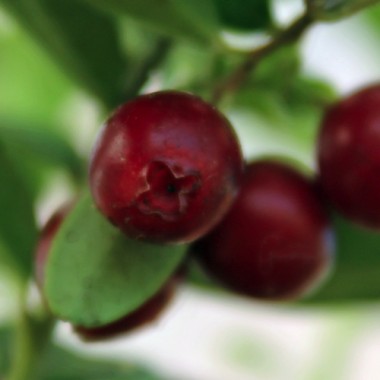 Preiselbeere Erntetraum (Pflanze)