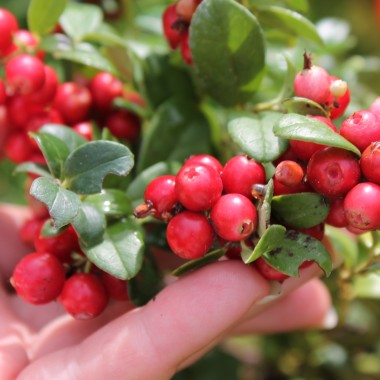 Preiselbeere Red Pearl (Pflanze)