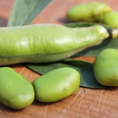 Puffbohne Habas Verde (Samen)
