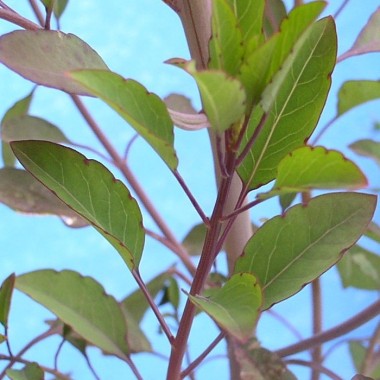 Quillquina (Samen)