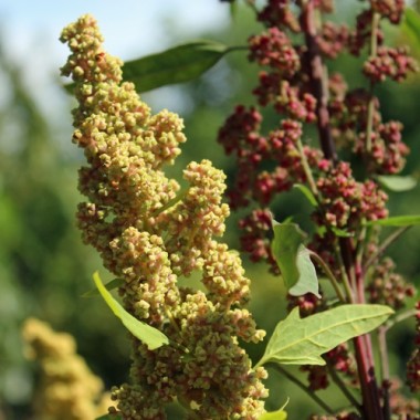 Quinoa Biobio (Samen)