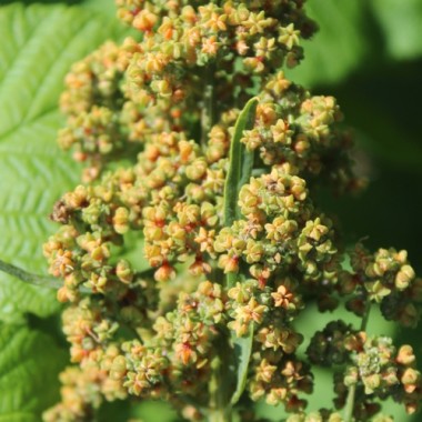 Quinoa Oro de Valle (Samen)