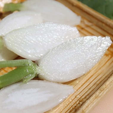 Radieschen White Breakfast (Samen)