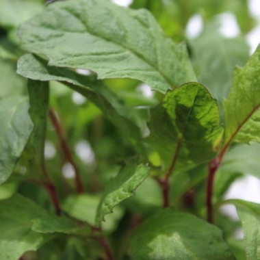 Oaxaca Red Epazote (Samen)