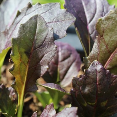 Mizuna Red (Samen)