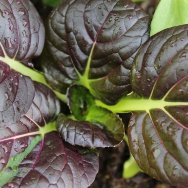 Tatsoi Red (Samen)