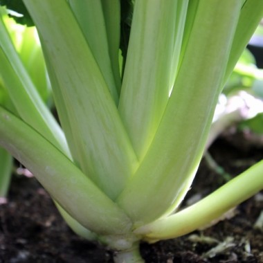 Tatsoi Red (Samen)