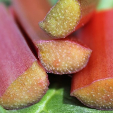 Rhabarber Fultons Strawberry Surprise (Pflanze)