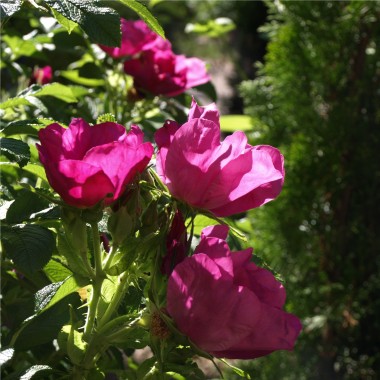 Riesenhagebutte - Kartoffelrose (Pflanze)