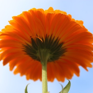 Ringelblume Candyman orange (Samen)