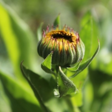 Ringelblume Candyman orange (Samen)