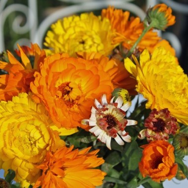 Ringelblumen Mix (Samen)