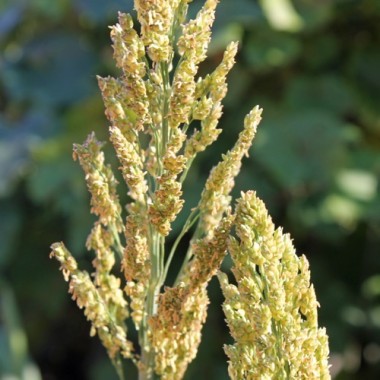 Sorghumhirse (Samen)