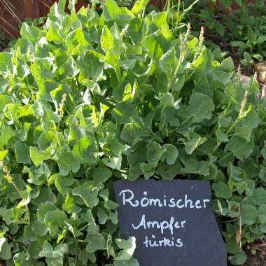Römischer Ampfer türkis (Pflanze)