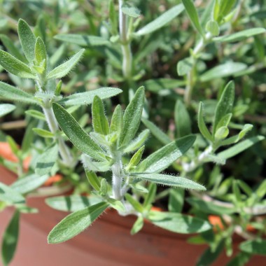 Rosenduftthymian (Pflanze)