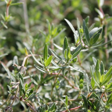 Rosenduftthymian (Pflanze)