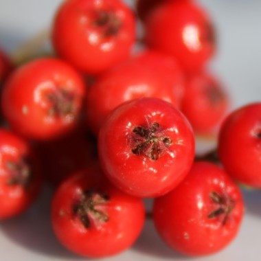 Rote Apfelbeere (Pflanze)