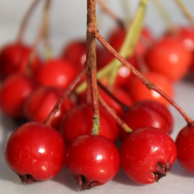 Rote Apfelbeere (Pflanze)