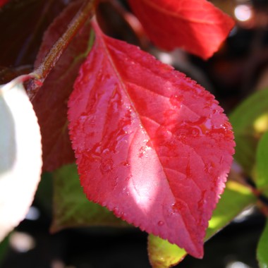 Preview: Rote Apfelbeere (Pflanze)