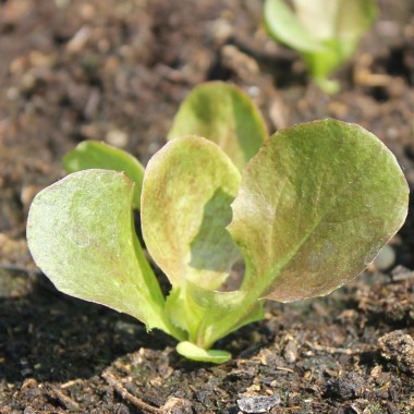 Salat Merveille de Quatre Saison (Samen)