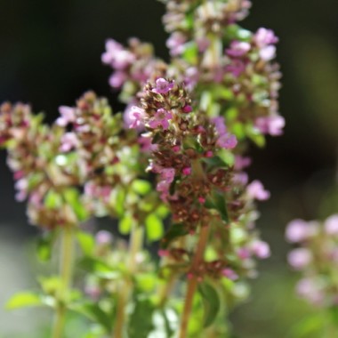 Sand-Thymian (Samen)