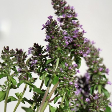 Sand-Thymian (Samen)