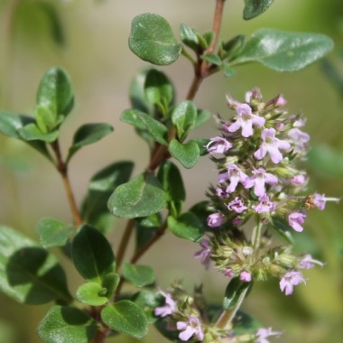 Sand-Thymian (Samen)