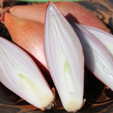 Schalotte Zebrune (Samen)