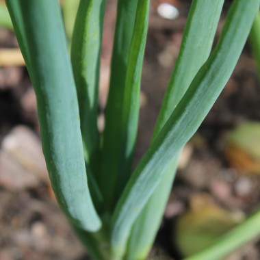 Schalotte Zebrune (Samen)
