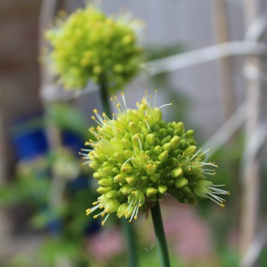 Scharfer Gelblauch - Sibirischer Knoblauch (Samen)