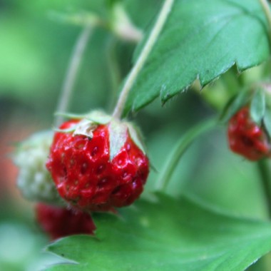 Neu! Scharlacherdbeere Grinsebeere (Pflanze)