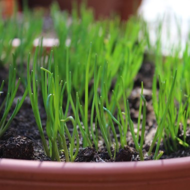 Schnittlauch Grasgrün (Pflanze)