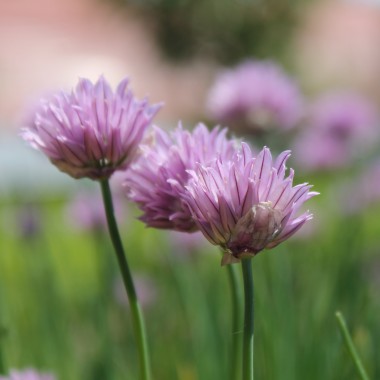 Schnittlauch Profusion (Pflanze)