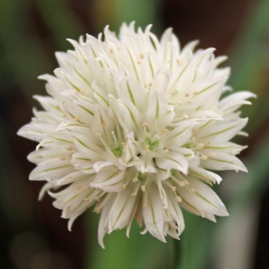 Schnittlauch Wallington White (Pflanze)
