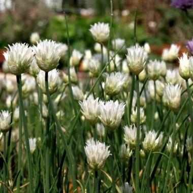 Schnittlauch Corsican White (Pflanze)