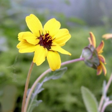 Schokoladenblume (Samen)
