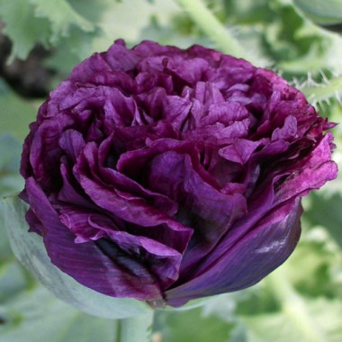 Schwarzer Päonienmohn (Samen)