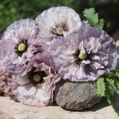 Seidenmohn Amazing Grey (Samen)