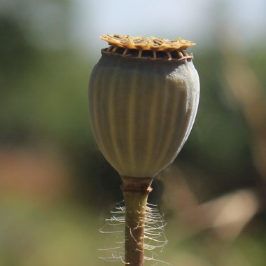 Seidenmohn Mother of Pearl (Samen)